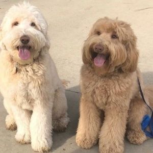 Meet your Posher, Lee